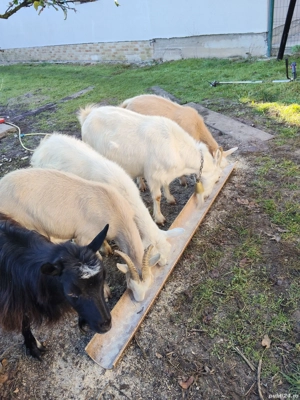 vand capre  - imagine 3