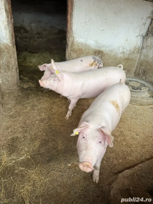 porci de vanzare