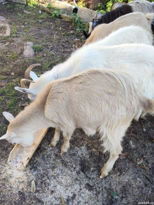 vand capre  - imagine 4