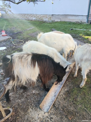 vand capre  - imagine 2