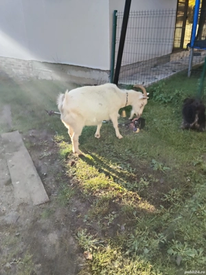 vand capre  - imagine 5