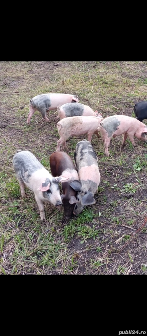 Purcei,varsta 9-10 saptamani