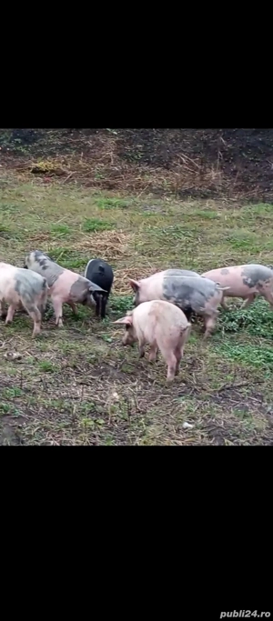 Purcei,varsta 9-10 saptamani - imagine 3
