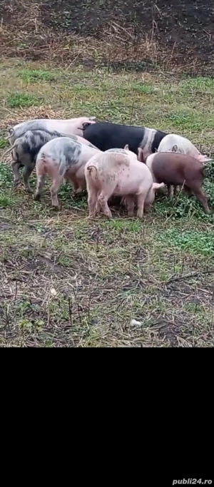 Purcei,varsta 9-10 saptamani - imagine 2