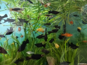 pesti acvariu tetra color molly negru galben platy xifo lira