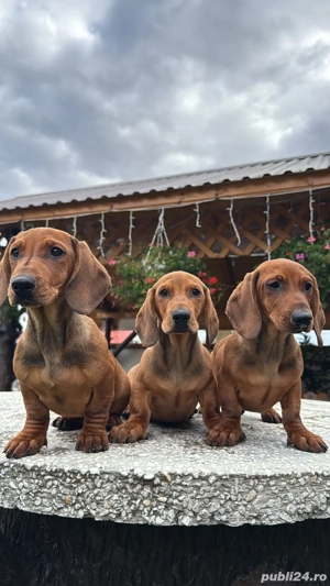 Teckel din parinti cu pedigree