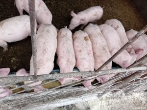 Purcei foarte frumoș