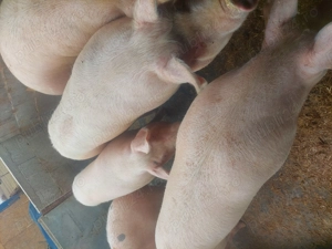 Porci de vânzare pentru sacrificat