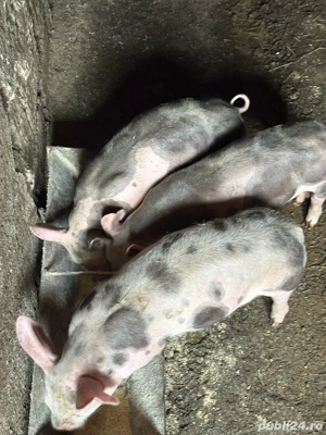 Scroafa de vanzare cu purcei 