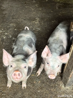 Scroafa de vanzare cu purcei  - imagine 2 Scroafa de vanzare cu purcei  - imagine 2