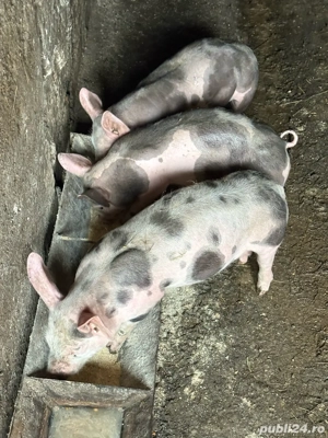 Scroafa de vanzare cu purcei  - imagine 3 Scroafa de vanzare cu purcei  - imagine 3