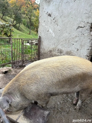 Scroafa de vanzare cu purcei  - imagine 5 Scroafa de vanzare cu purcei  - imagine 5