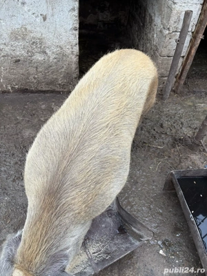 Scroafa de vanzare cu purcei  - imagine 4 Scroafa de vanzare cu purcei  - imagine 4