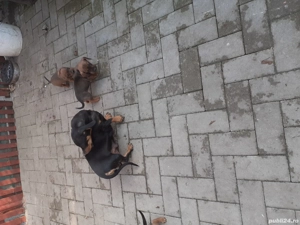 cățeluși tekel caută altă casă - imagine 3