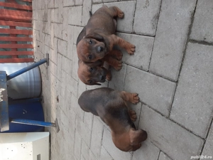 cățeluși tekel caută altă casă - imagine 2