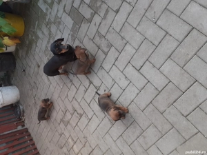 cățeluși tekel caută altă casă