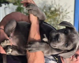 Cane corso gri și formentino 