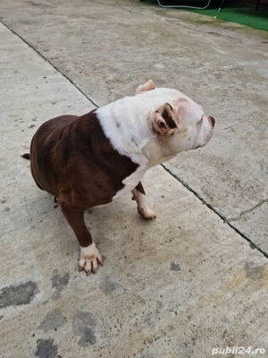 vand american bully - imagine 3 vand american bully - imagine 3