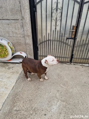 vand american bully