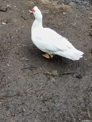 Vând 3 rățoi de rață muta