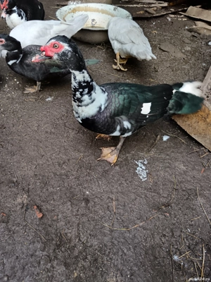 vand rate mute  - imagine 2