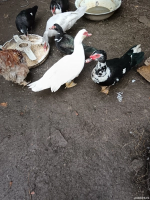 vand rate mute  - imagine 3