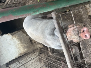 Vând porci pietrar - imagine 2