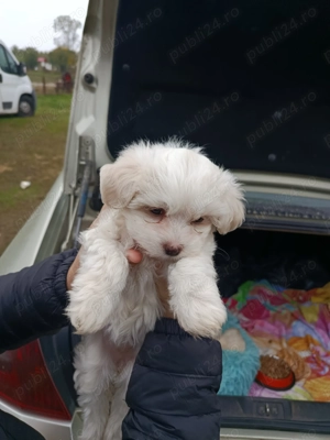 Vând căței bichon  - imagine 2