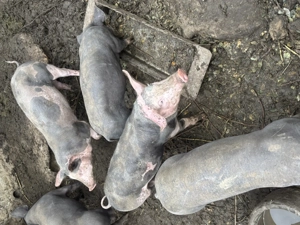 Vând porci pietrar - imagine 4