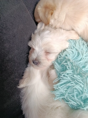 Vând căței bichon  - imagine 4