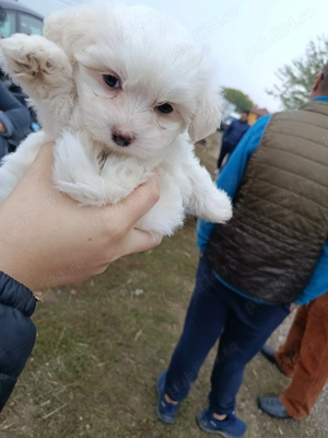 Vând căței bichon  - imagine 3