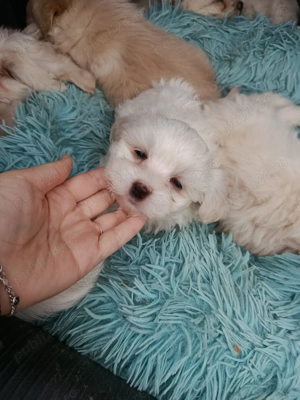 Vând căței bichon  - imagine 5