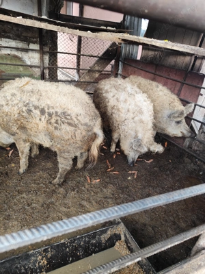 vând 2 scroafe gestante și un vier mangalița blond