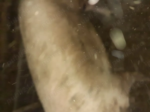 Vând porc la 350 kilograme 