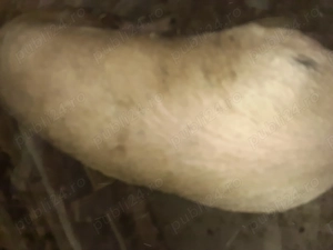 Vând porcii de la 120 pâna la 350 kilograme  - imagine 3