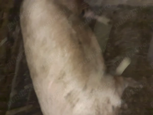 Vând porcii de la 120 pâna la 350 kilograme  - imagine 4