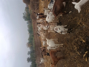 Vand capre  - imagine 3