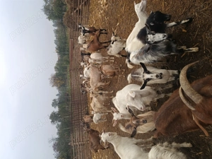 Vand capre  - imagine 5