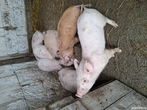 Porci și purcei de vânzarea 16 lei kg si purcei de diferite vârste la de 400 lei bucata - imagine 5