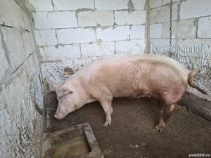 Porci și purcei de vânzarea 16 lei kg si purcei de diferite vârste la de 400 lei bucata - imagine 2