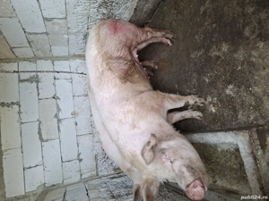 Porci și purcei de vânzarea 16 lei kg si purcei de diferite vârste la de 400 lei bucata - imagine 3