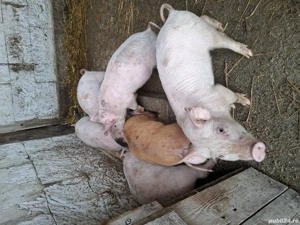 Porci și purcei de vânzarea 16 lei kg si purcei de diferite vârste la de 400 lei bucata - imagine 4