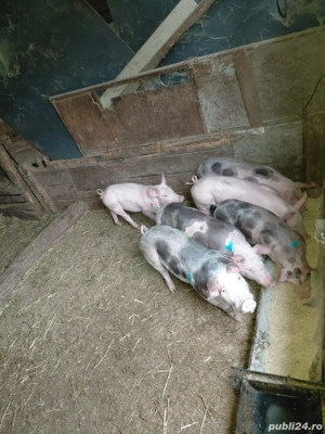 De vânzare purcei  - imagine 3 De vânzare purcei  - imagine 3