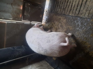 De vanzare 2 porci 