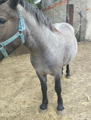 minji de vînzare  - imagine 2