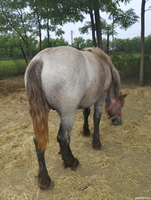 minji de vînzare  - imagine 3