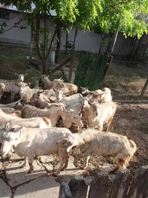 Capre și țapi de vânzare 