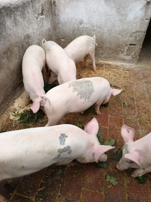 3 porci grasuni marele alb cu landrace danez - imagine 2