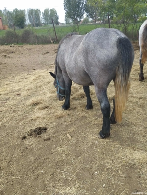 minji de vînzare  - imagine 4