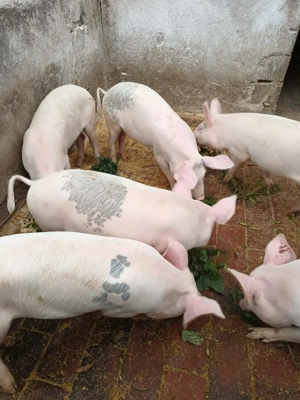 3 porci grasuni marele alb cu landrace danez
